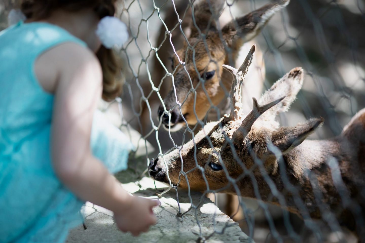 Little girl feeding deer through the fence at the petting zoo