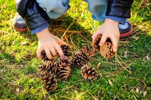 Hands of a little boy collecting or playing with pine cones on the grass